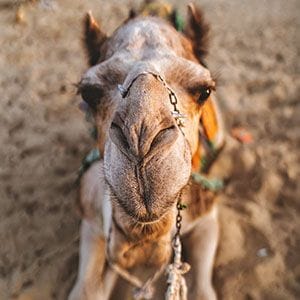 Aussie camel milk skincare products selected for Amazon Launchpad Aussie camel milk skincare products selected for Amazon Launchpad